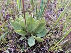 Primula poetica