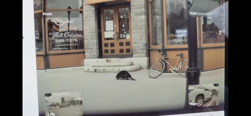 American Beaver photographed in Vermont