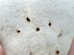 Pocadius ferrugineus