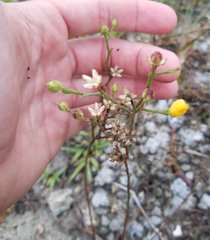 Linum carteri smallii