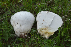 Pocadius ferrugineus