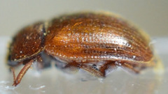 Pocadius ferrugineus