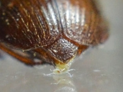 Pocadius ferrugineus