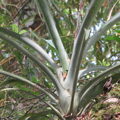 Aechmea angustifolia