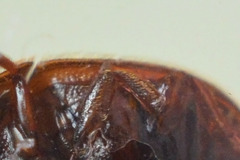 Pocadius ferrugineus