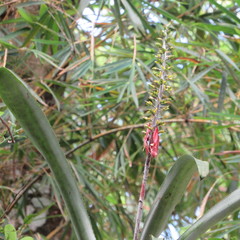 Aechmea angustifolia