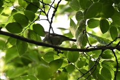 Phylloscopus coronatus