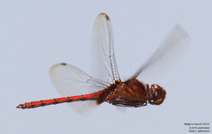 Tauriphila argo