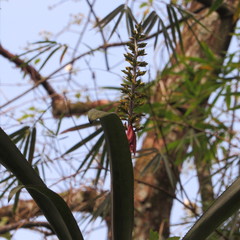 Aechmea angustifolia