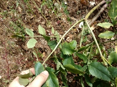 Angelica tomentosa