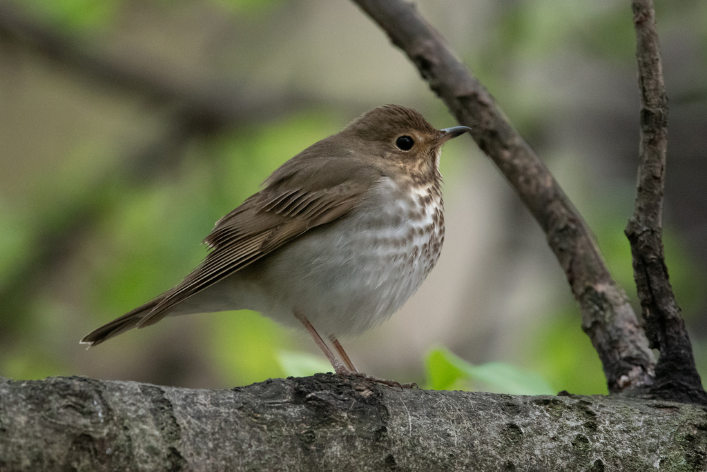 Swainson's Thrush photo