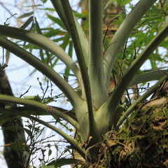 Aechmea angustifolia