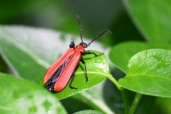 Phyllocladus kasantsevi