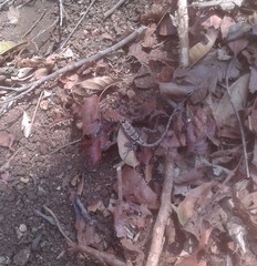 Stenocercus erythrogaster