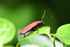 Phyllocladus kasantsevi