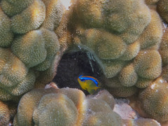 Chrysiptera leucopoma