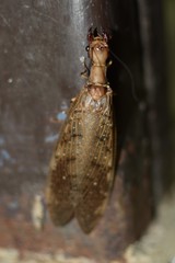 Corydalus peruvianus