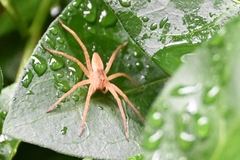Dolomedes saganus
