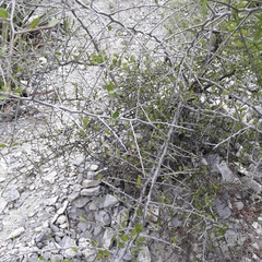 Sideroxylon celastrinum