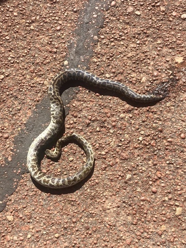 Spotted Python sighting