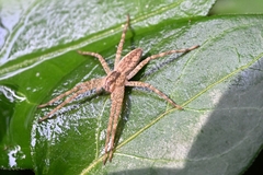 Dolomedes saganus