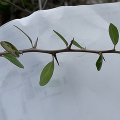 Sideroxylon celastrinum