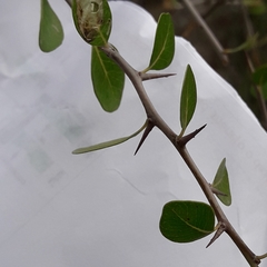 Sideroxylon celastrinum