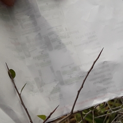 Sideroxylon celastrinum