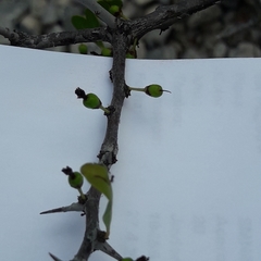 Sideroxylon celastrinum