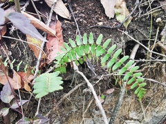 Asplenium resiliens