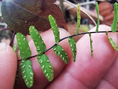 Asplenium resiliens