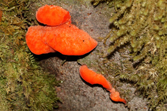 Aurantiporus pulcherrimus