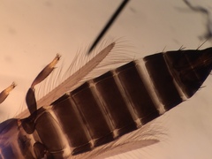 Limothrips cerealium