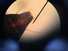 Limothrips cerealium