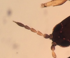 Limothrips cerealium