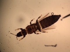 Limothrips cerealium