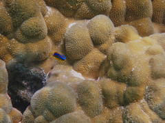 Chrysiptera leucopoma