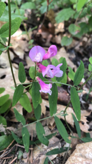 Rhinotropis californica