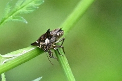 Alcimocoris japonensis