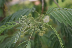 Leucaena pulverulenta