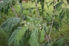 Leucaena pulverulenta