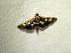 Desmia subdivisalis