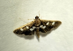 Desmia subdivisalis
