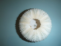 Heliocidaris tuberculata