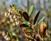 Leatherleaf - Photo (c) aarongunnar, some rights reserved (CC BY), uploaded by aarongunnar