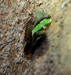 Smilia camelus