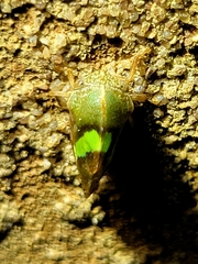 Smilia camelus