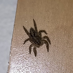 Plexippus petersi