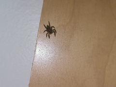 Plexippus petersi