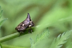 Alcimocoris japonensis